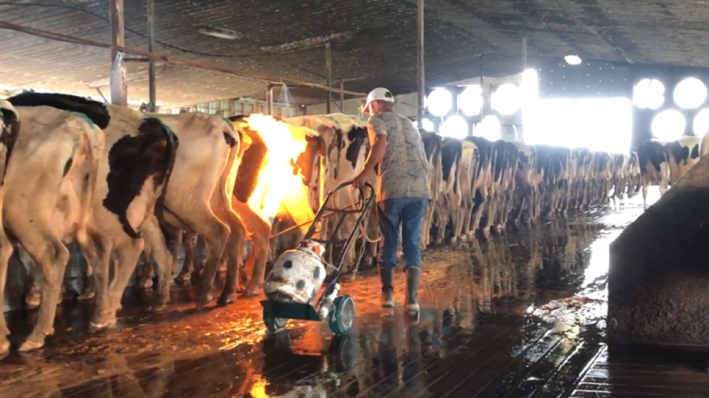 Otro desgarrador video de vacas siendo torturadas para producir leche en Florida