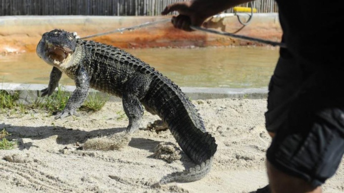 CaimÃ¡n ataca en Florida a una mujer que quedÃ³ con la mano casi amputada