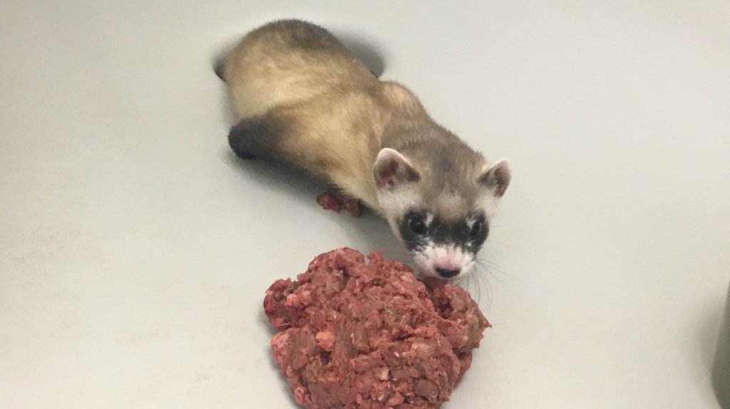  Clonan un hurón de patas negras, especie nativa en peligro de extinción 