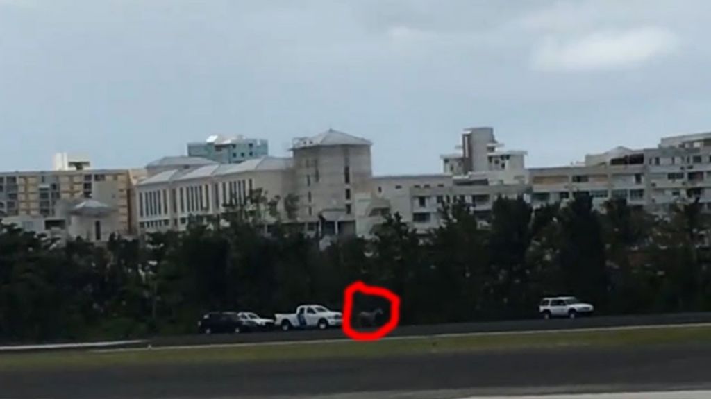  Video: Corre y Corre en el aeropuerto Luis Mu&ntilde;oz Mar&iacute;n por caballo corriendo en la pista &nbsp; 