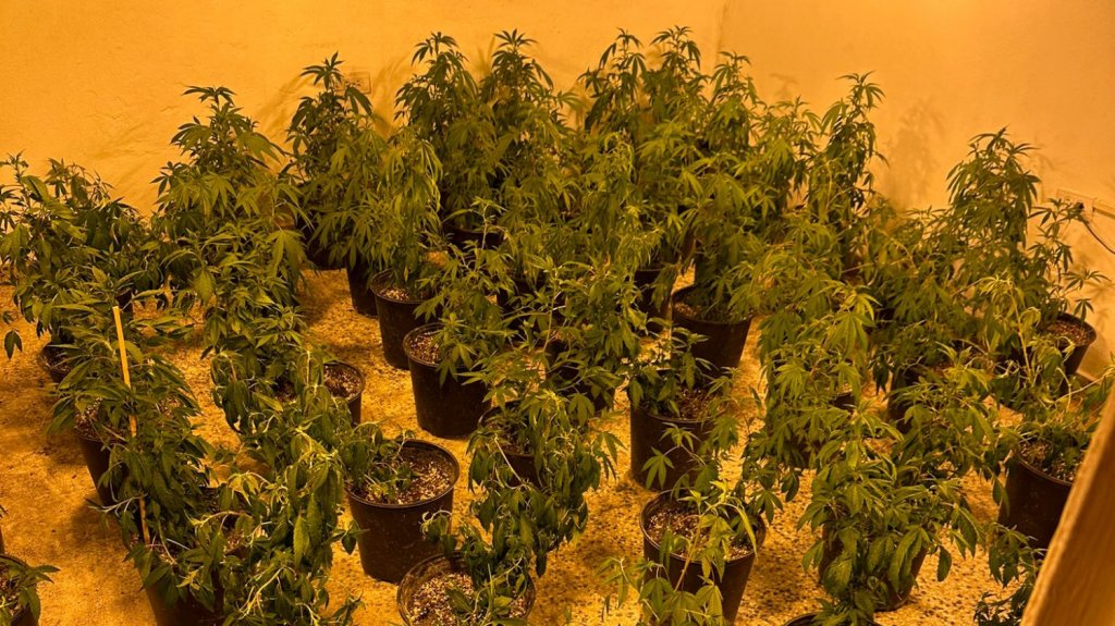  Ocupan invernadero de marihuana durante allanamiento en Carolina 