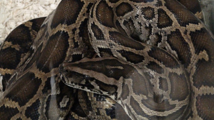 Lluvias hacen aparecer serpientes venenosas en casas del sur de Florida