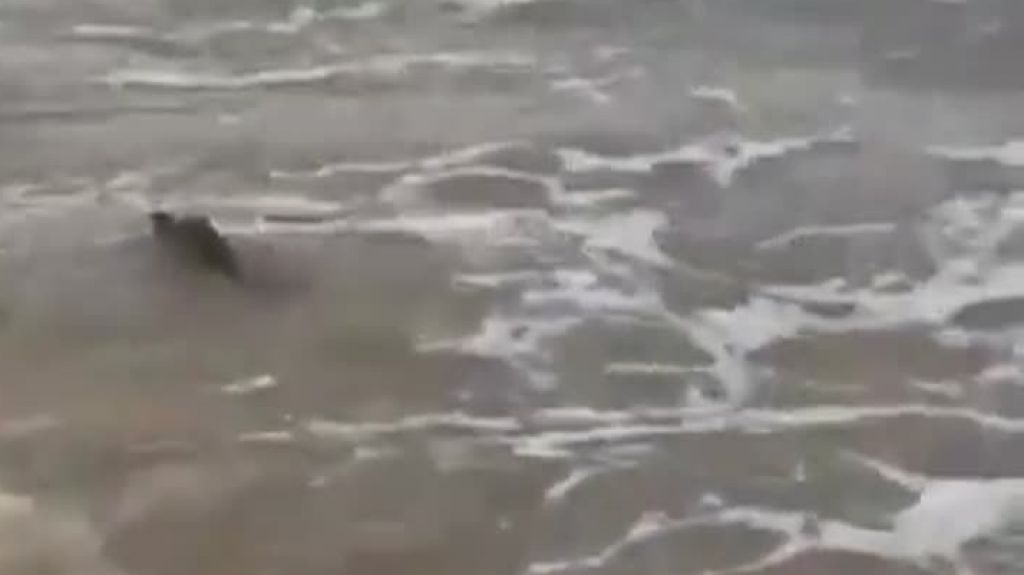  Captan en video un caim&aacute;n en playa de Vega Alta 