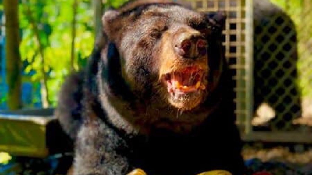  Justicia asigna fiscal para investigar las condiciones de los animales en el Zool&oacute;gico de Mayag&uuml;ez 