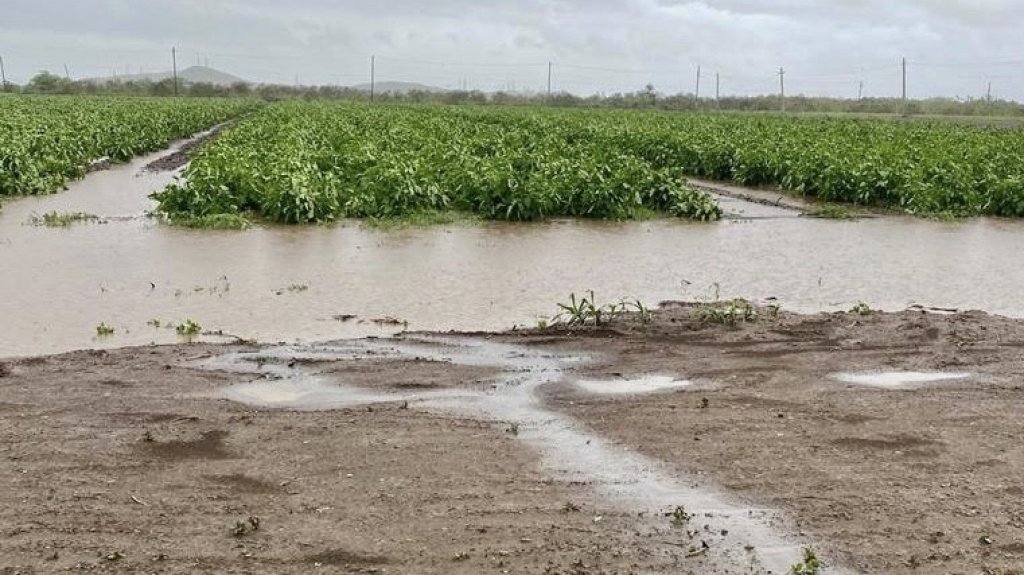  Graves da&ntilde;os a cultivos de vegetales y farin&aacute;ceos en fincas en Salinas a causa de la tormenta Laura 