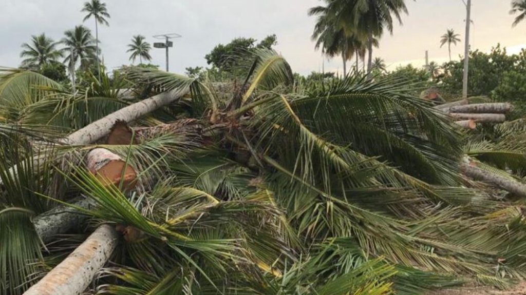  Critican silencio de la Legislatura Municipal de Vega Alta ante deforestaci&oacute;n en Balneario de Cerro Gordo 