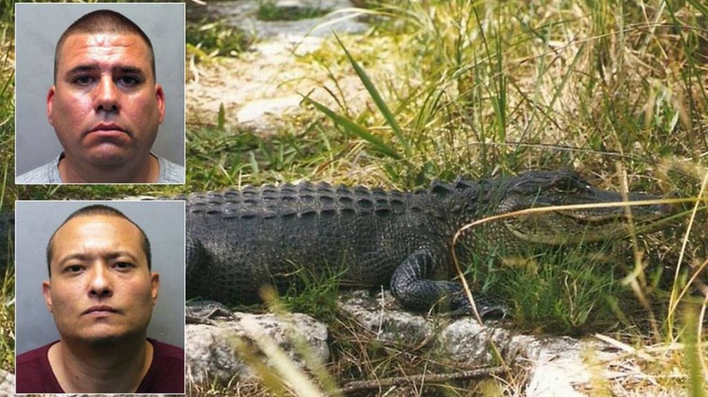  Acosaron a panteras y cocodrilos en los Everglades, el video que colgaron en internet los delat&oacute; 