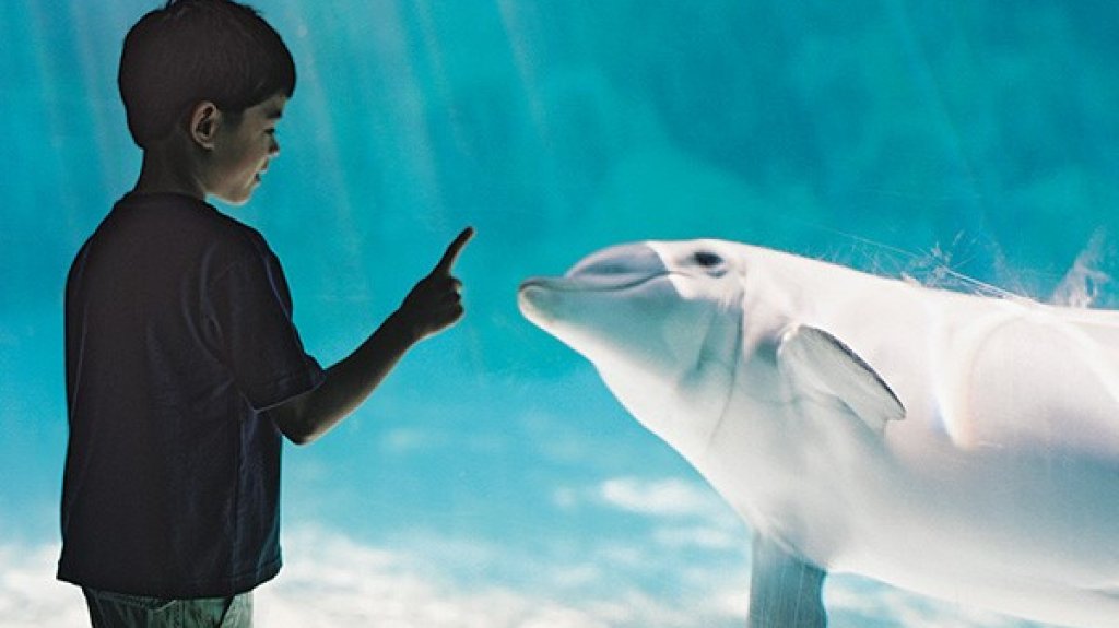  Sobre treinta estudiantes de nivel elemental se educan en la bioconservaci&oacute;n de los delfines 