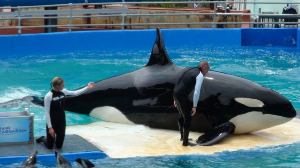  Gobernador de Washington propone partida de mil millones para proteger orcas 