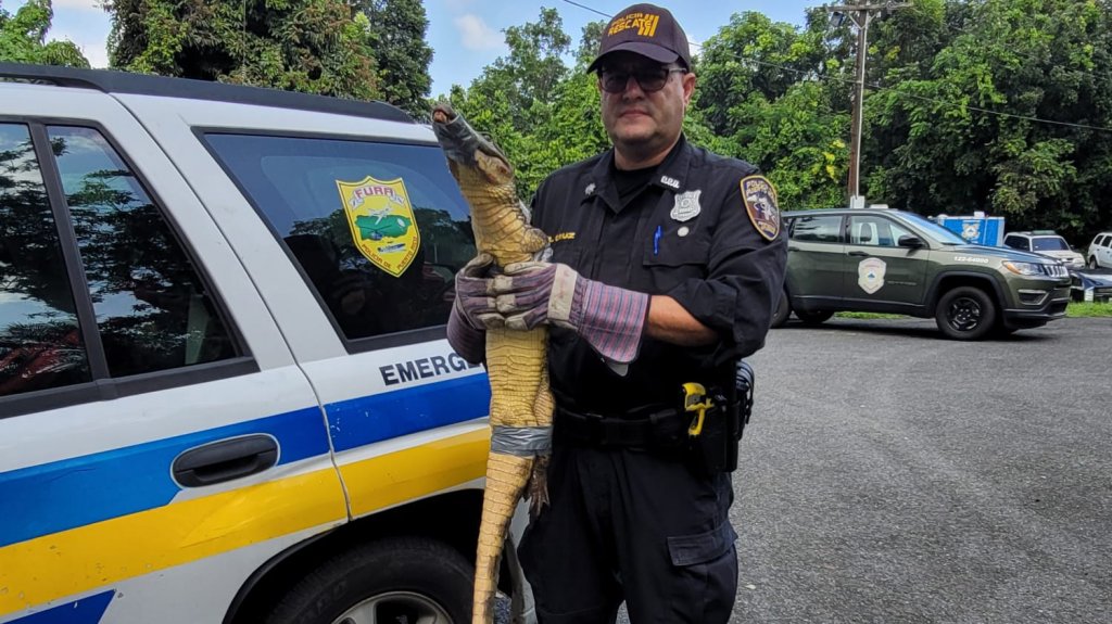  Agentes capturan caim&aacute;n en plena avenida Kennedy 