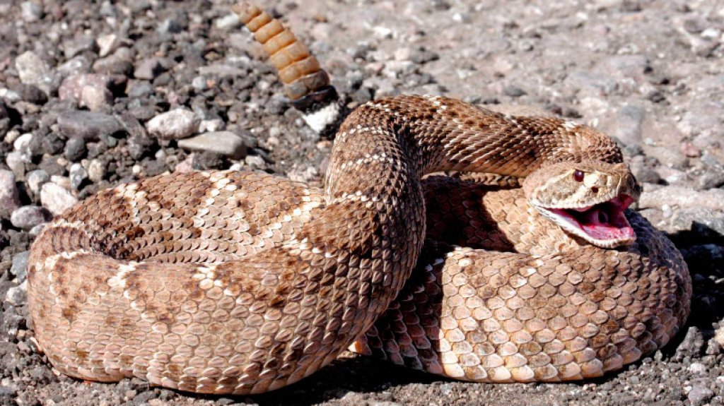  Video:Niño confunde serpiente de cascabel con peluche en Florida 