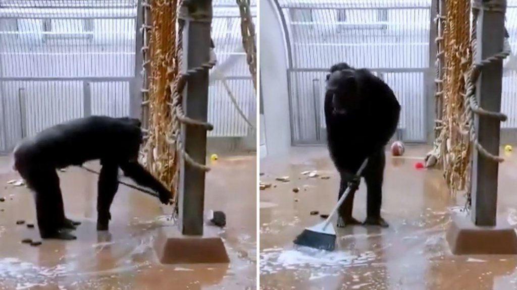  VIDEO: Un chimpancé encuentra una escoba y se pone a limpiar el piso y las ventanas de su jaula 