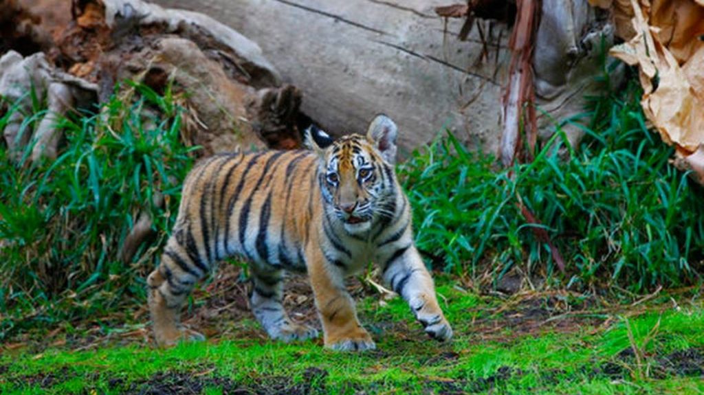  Prisi&oacute;n para joven que ingres&oacute; un tigre de Bengala a EEUU 