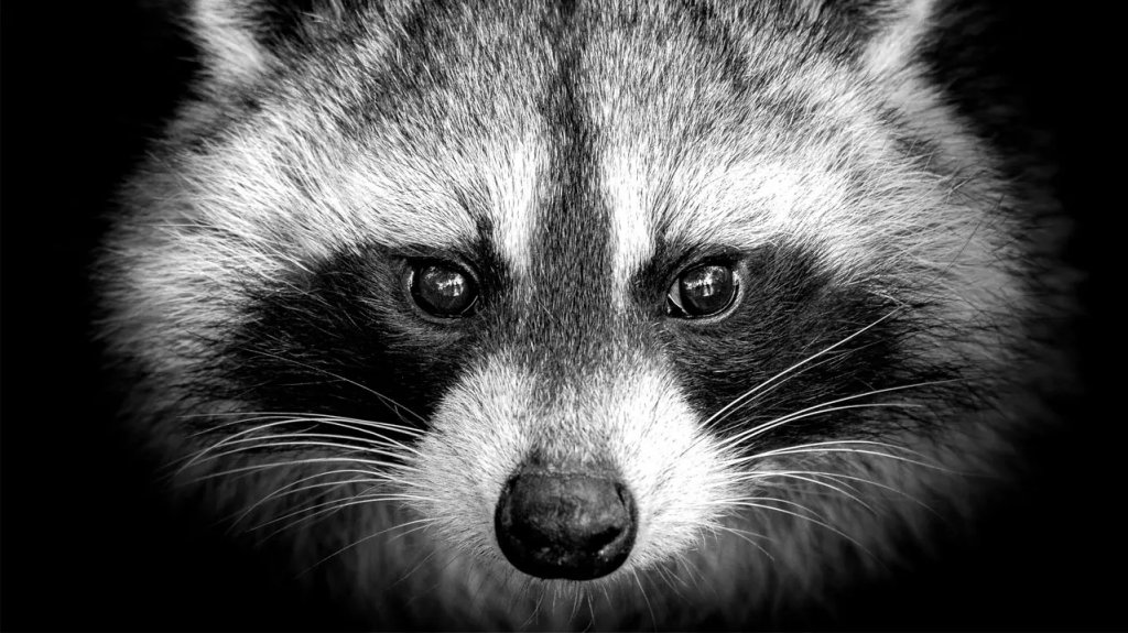  Alerta: El virus Raccoon regresa más potente y amenaza tus datos, tarjetas y criptomonedas 
