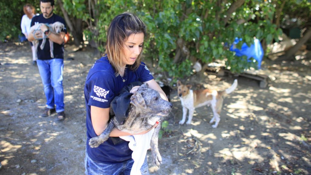  Aplaude The Humane Society aprobaci&oacute;n en el Senado medida que permitir&iacute;a ejercer en el pa&iacute;s a veterinarios extranjeros 