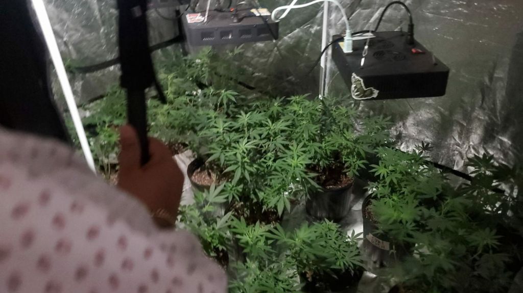  Arrestan a hombre y ocupan sembrad&iacute;o de marihuana en residencia en San Germ&aacute;n 