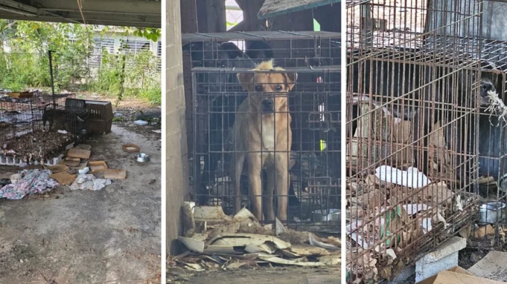  Investigan caso de maltrato de animales en Bayam&oacute;n 