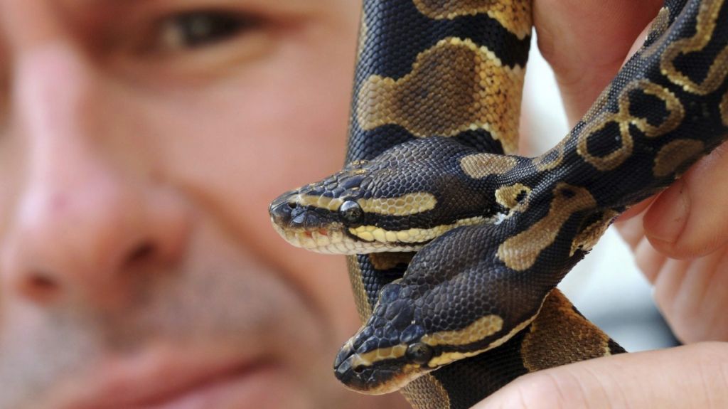  Lanzan el "Python Bowl", un concurso de captura de pitones en Florida 