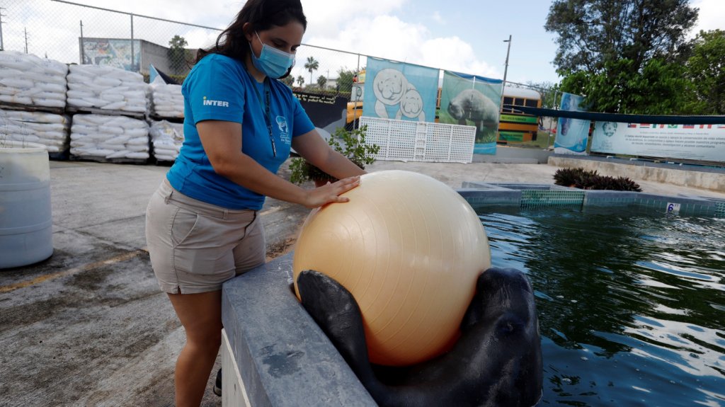  El Centro de Manat&iacute;es de Puerto Rico es una referencia para el Caribe y Am&eacute;rica Latina 