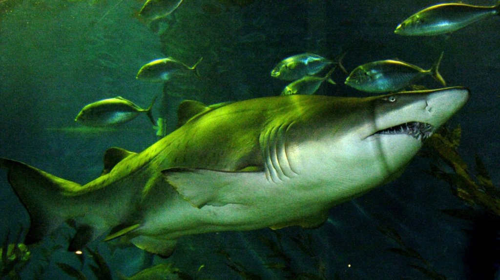  Tiburón nodriza muerde a hombre en Florida sin soltarlo durante 15 minutos 