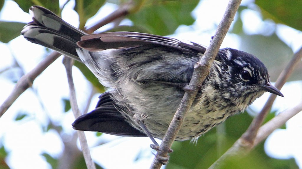  DRNA alienta a due&ntilde;os de fincas a crear h&aacute;bitats para proteger la avifauna nativa 