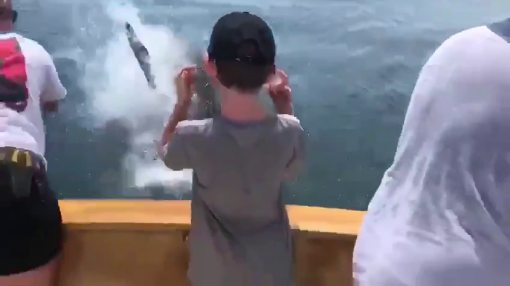  Video:Tiburón blanco salta y roba pesca a familia en yate 