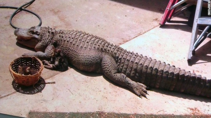 Autoridades incautan un caimÃ¡n que una familia tuvo de mascota durante 37 aÃ±os