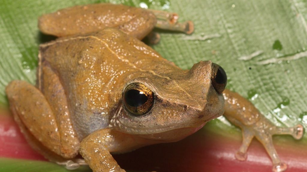  El coqu&iacute;, intenta recuperarse tras Mar&iacute;a 