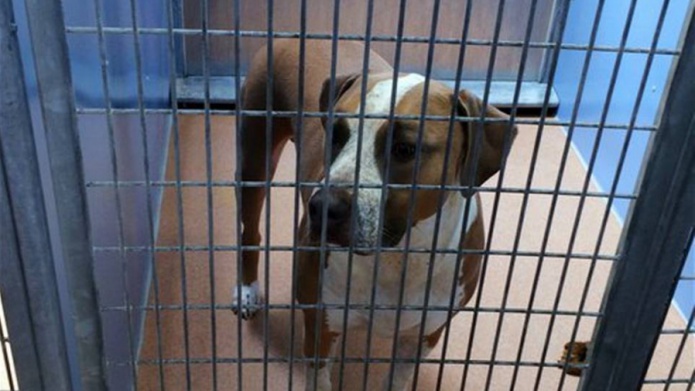 Perro de la familia mata a reciÃ©n nacido en San Diego