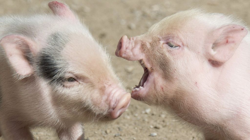  Intervendr&aacute;n con 500 cerdos vietnamitas que alertan contra salud en San Juan 