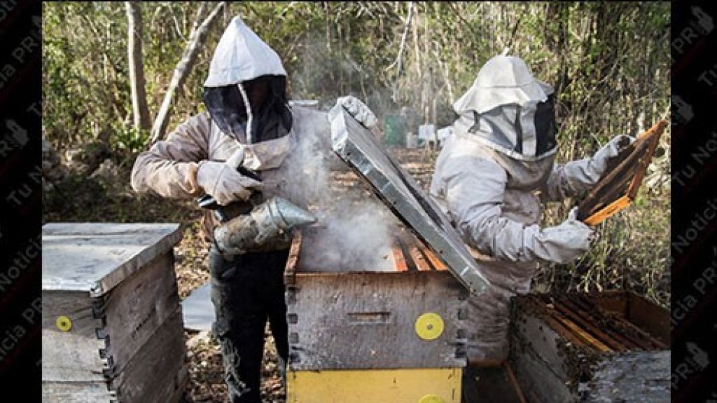  Apiturismo, la nueva forma de preservar y conocer a las abejas 