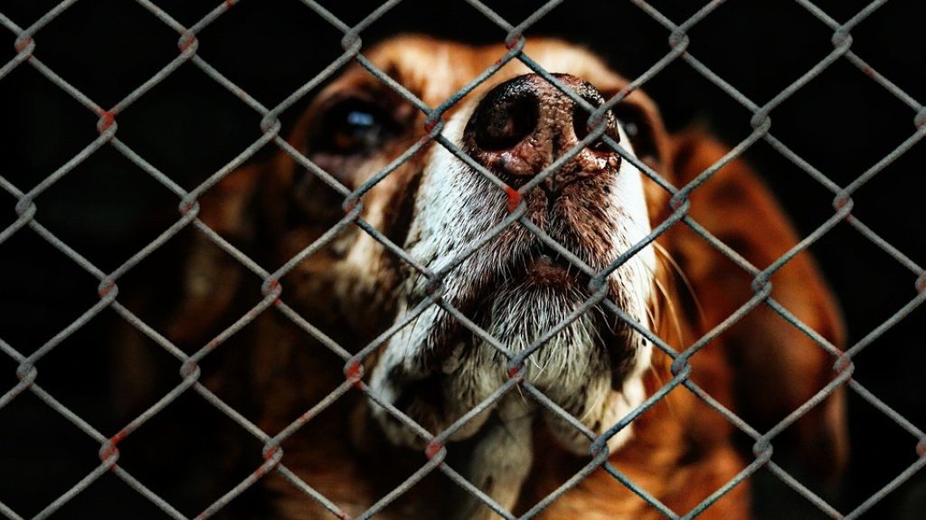  En manos de la C&aacute;mara aprobaci&oacute;n medida para demandar due&ntilde;os maltratantes de mascotas 