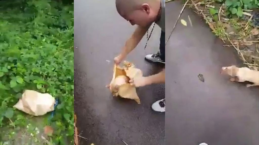 Viral video de jóvenes que rescatan un perrito lanzado dentro de un saco en un monte de PR 
