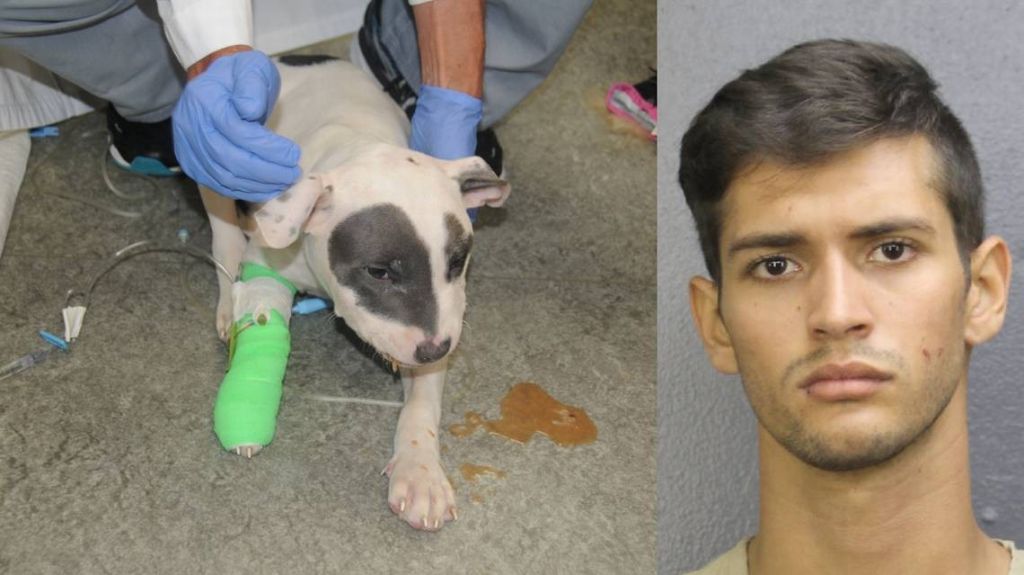  Llev&oacute; su perro al veterinario y dijo que se cay&oacute; en la ducha. Los ex&aacute;menes revelaron una brutal golpiza 