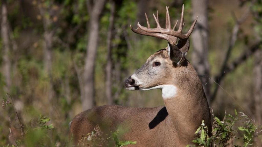 Venado "se hace el muerto" y mata a su cazador