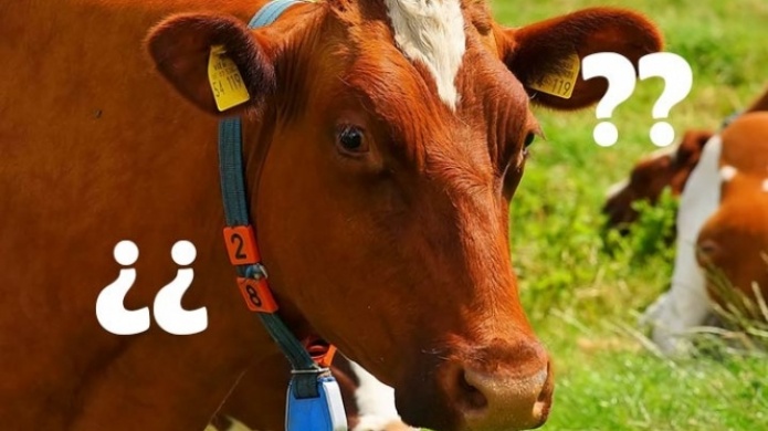 EE.UU. cree que leche con chocolate viene de vacas color cafÃ©