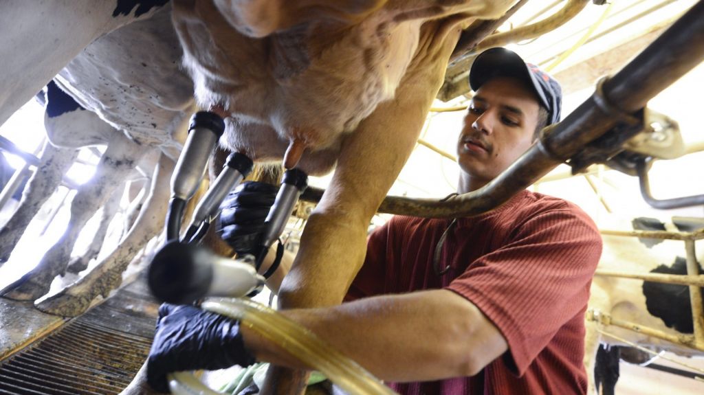 La leche de vaca no afecta al desarrollo de la diabetes tipo 1 en niÃ±os