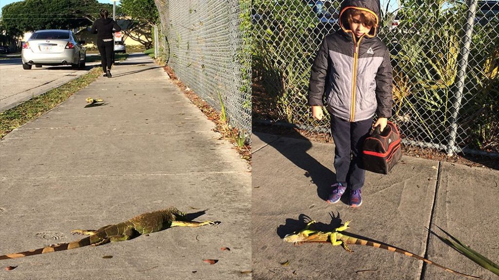  Ola de fr&iacute;o en Florida cierra parques tem&aacute;ticos y causa "lluvia de iguanas" 