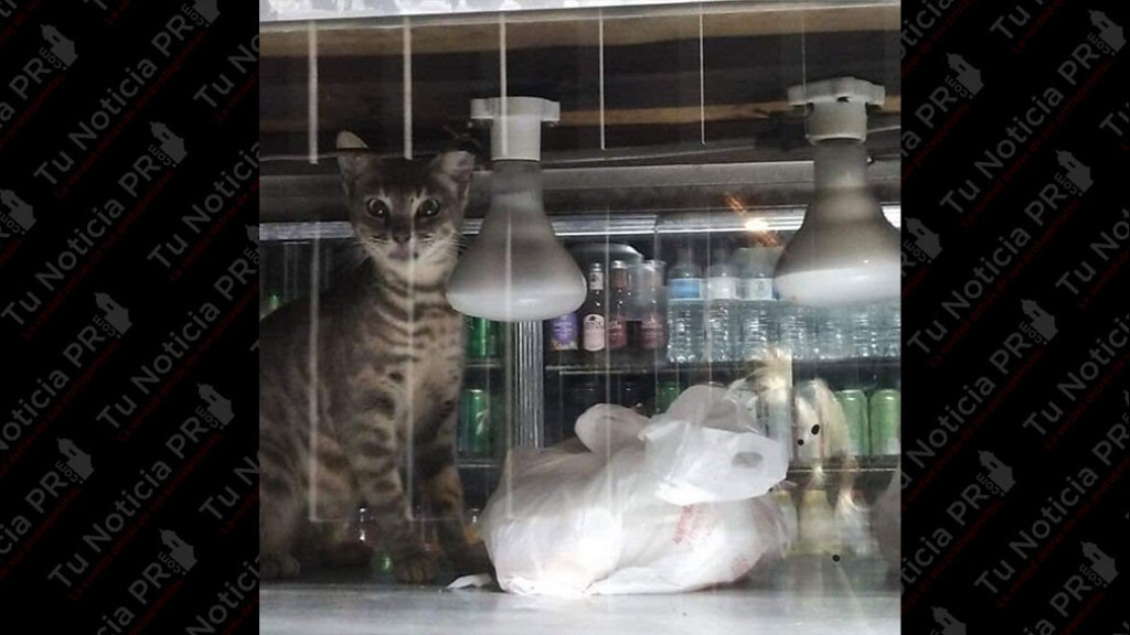  Salud llega a intervenir en negocio de Aguas Buenas y encuentra un gato en la vitrina con comida 