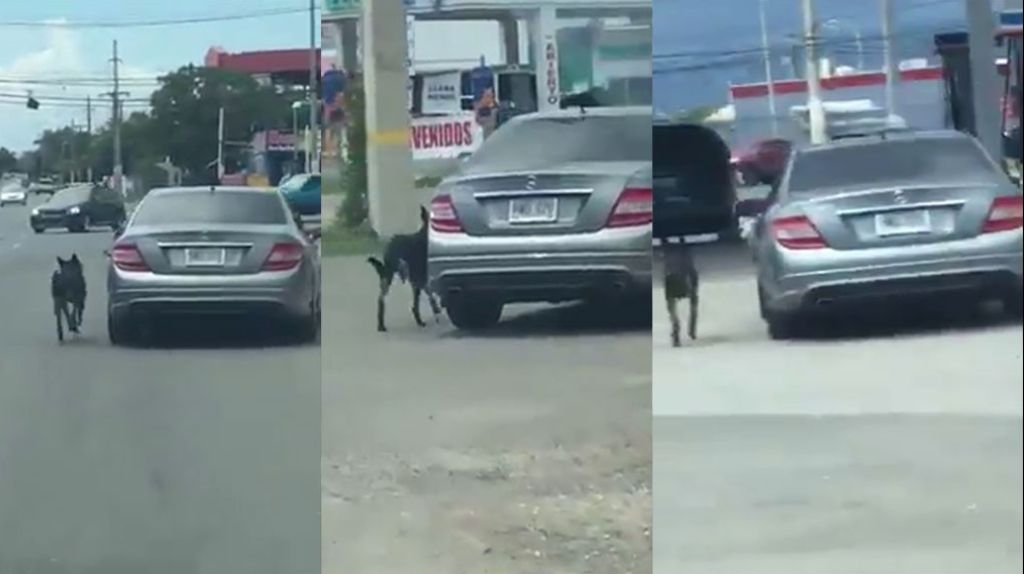  Captan en video otro “Boricua “que no quería montar el perro en su carro y lo llevó afuera todo el tiempo 
