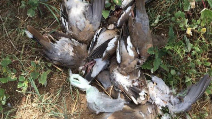 Investigan muerte de palomas en Salinas 