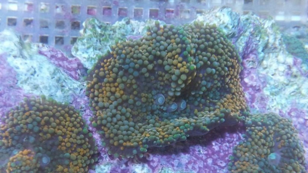  Co-propietario del negocio de acuario en l&iacute;nea se declara culpable de contrabando 