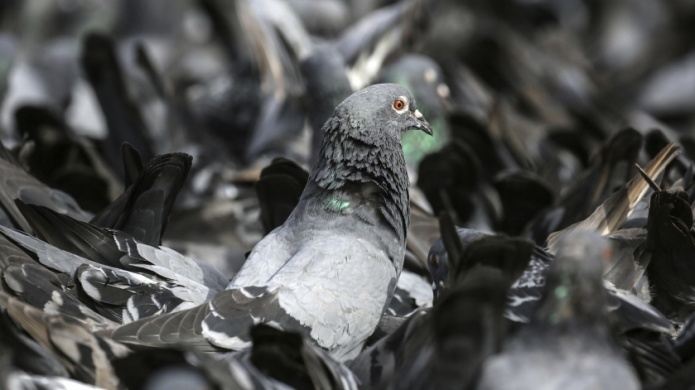 Departamento Recursos Naturales Puerto Rico recuerda no se pueden cazar palomas