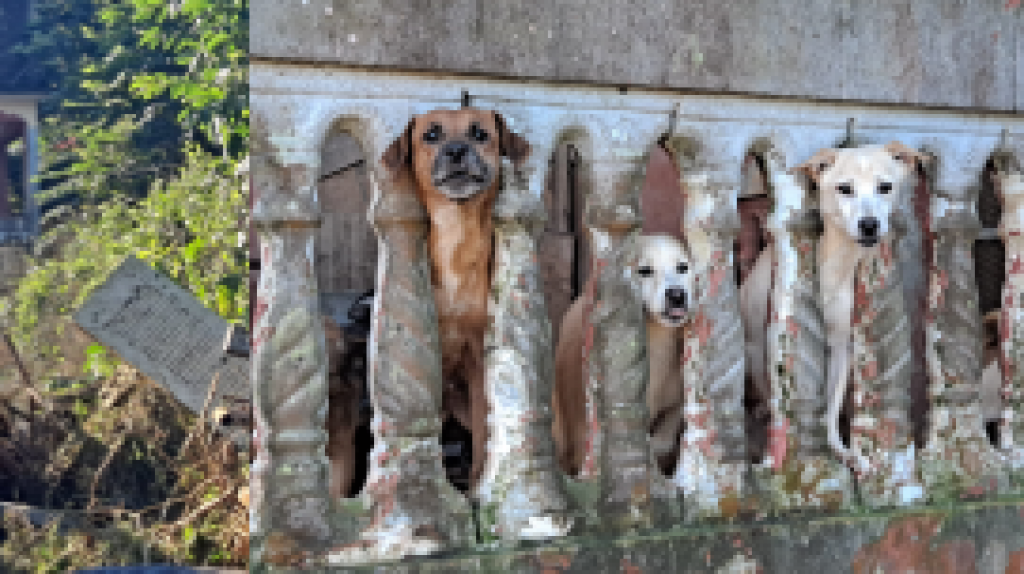  Remueven 20 perros de una casa en Bayam&oacute;n 