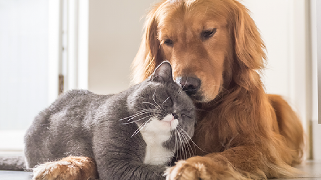  Salud resalta la importancia de vacunar las mascotas en el &ldquo;D&iacute;a Mundial de la Rabia&rdquo; 