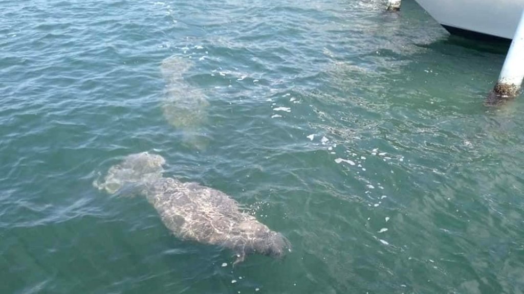  Divisan varios manat&iacute;es en la bah&iacute;a de Salinas 
