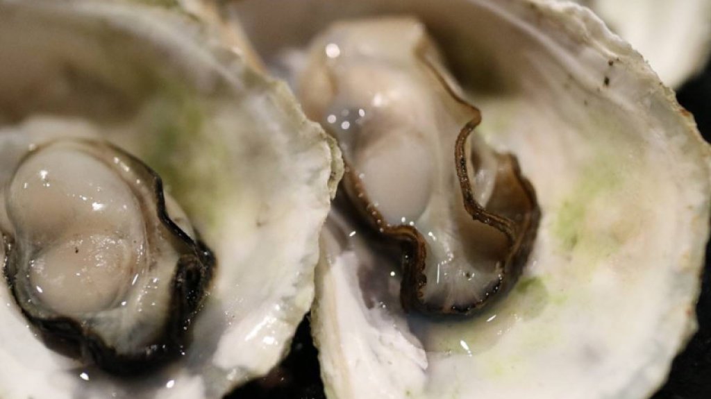  Hombre en Missouri muere tras consumir ostras crudas contaminadas con bacteria mortal 
