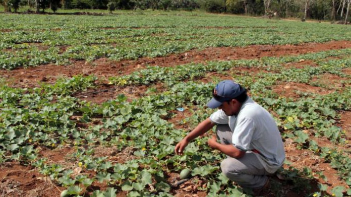 EnseÃ±anza agrÃ­cola para jÃ³venes de Vieques