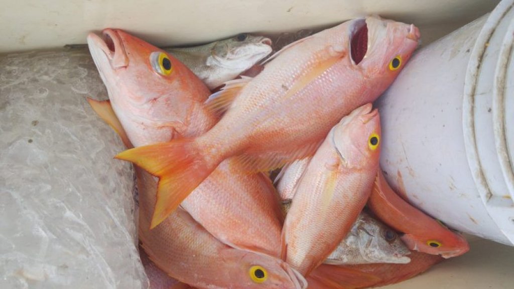  Secretario de Agricultura insta a visitar las villas pesqueras 