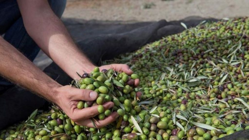  EE.UU. determina que la aceituna espa&ntilde;ola incurre en competencia desleal 